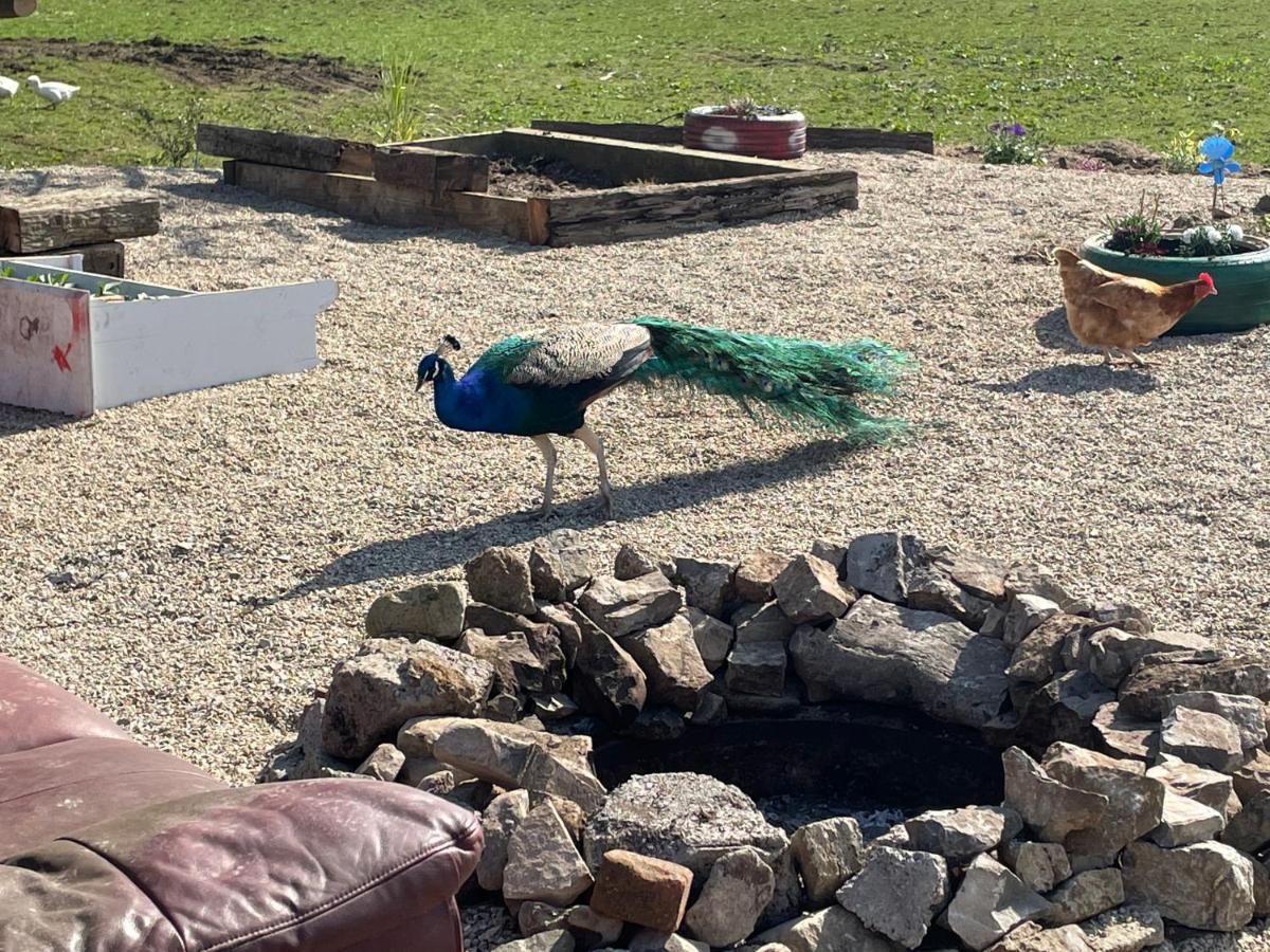 Farm Stay Property Pets And Families Welcome Rossnowlagh Eksteriør bilde